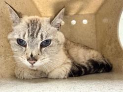 Shelter Stray Female Cat last seen , Camarillo, CA 93010