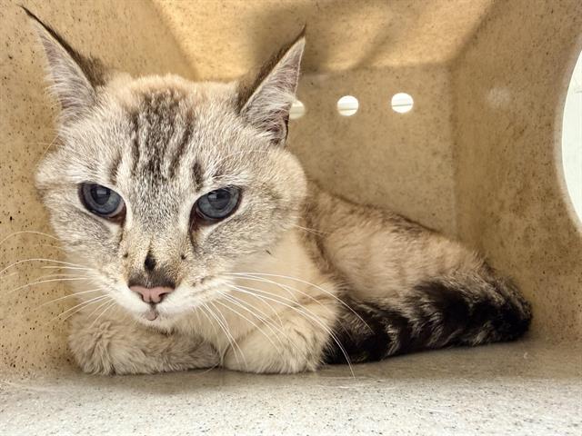 Shelter Stray Female Cat last seen , Camarillo, CA 93010