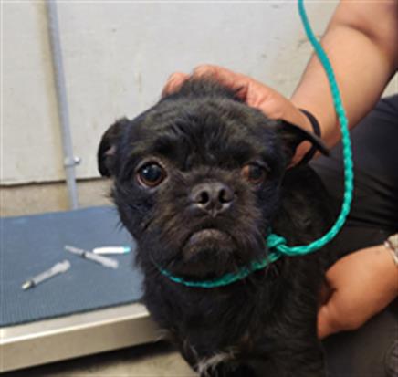 Shelter Stray Male Dog last seen , Camarillo, CA 93010