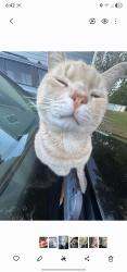 Lost Male Cat last seen Amelia Church Rd & Guy Rd, Clayton, NC 27520