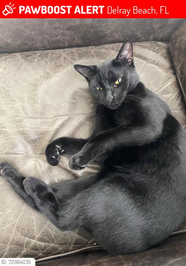 Lost Male Cat last seen Seacrest and Heather lane Delray Beach , Delray Beach, FL 33444