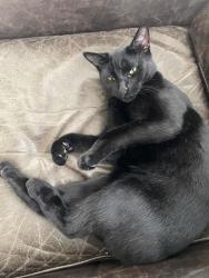 Lost Male Cat last seen Seacrest and Heather lane Delray Beach , Delray Beach, FL 33444