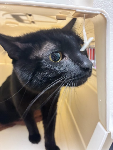 Shelter Stray Male Cat last seen 120TH AND PARK BLVD, Brighton, CO 80601