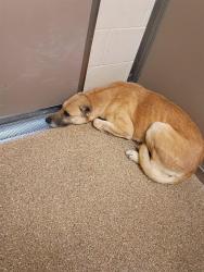 Shelter Stray Female Dog last seen Near BLOCK DON PEDRO PADILLA, Albuquerque, NM 87105