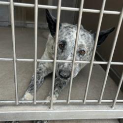 Shelter Stray Male Dog last seen Near BLOCK DON PEDRO PADILLA, Albuquerque, NM 87105