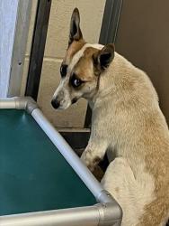 Shelter Stray Female Dog last seen Near BLOCK PERRY RD, Albuquerque, NM 87105