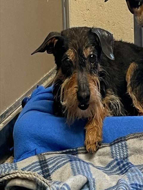 Shelter Stray Unknown Dog last seen Near BLOCK COORS BLVD SW, Albuquerque, NM 87105