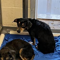 Shelter Stray Unknown Dog last seen Near BLOCK COORS BLVD SW, Albuquerque, NM 87105