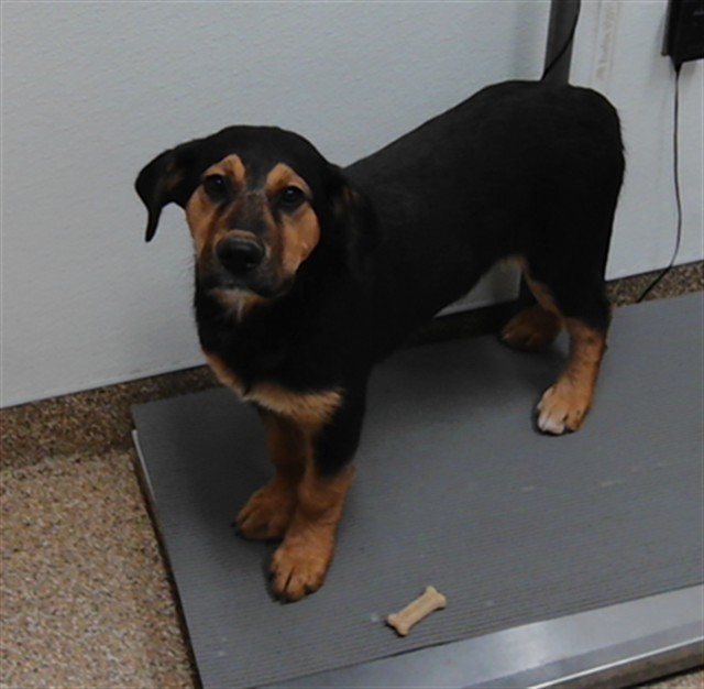 Shelter Stray Female Dog last seen TYLER RD, Albuquerque, NM 87105
