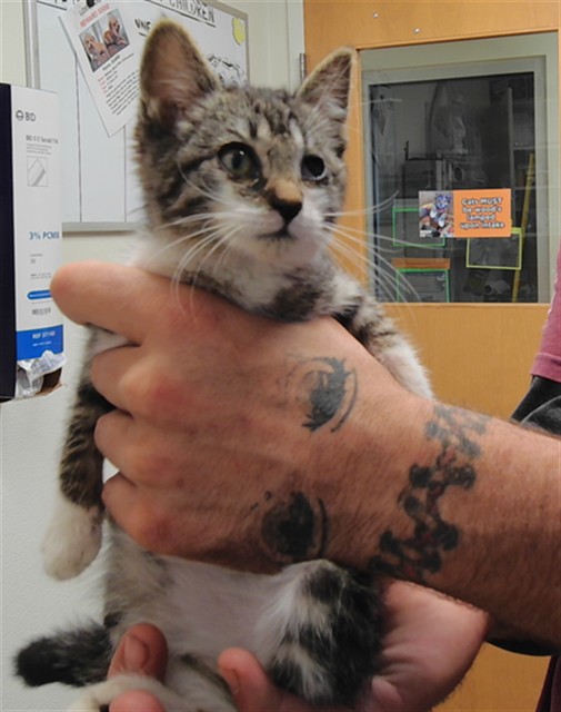 Shelter Stray Male Cat last seen ATRISCO VISTA BLVD SW, Albuquerque, NM 87105