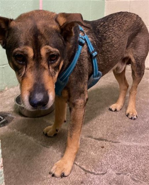 Shelter Stray Male Dog last seen BRANCH ST & LOS ROBLES BLVD, Sacramento, CA 95818