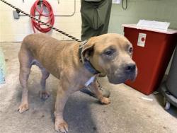 Shelter Stray Male Dog last seen FRONT ST & U ST, Sacramento, CA 95818