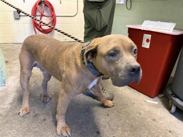 Shelter Stray Male Dog last seen FRONT ST & U ST, Sacramento, CA 95818