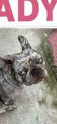 Lost Female Dog last seen Near McDonald st, East Los Angeles, CA 90022