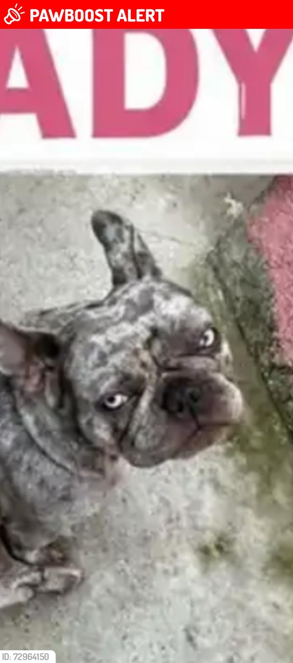 Lost Female Dog last seen Near McDonald st, East Los Angeles, CA 90022