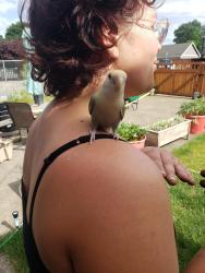 Reunited Unknown Bird last seen 86th St, near Monument Tire, Vancouver, WA 98665