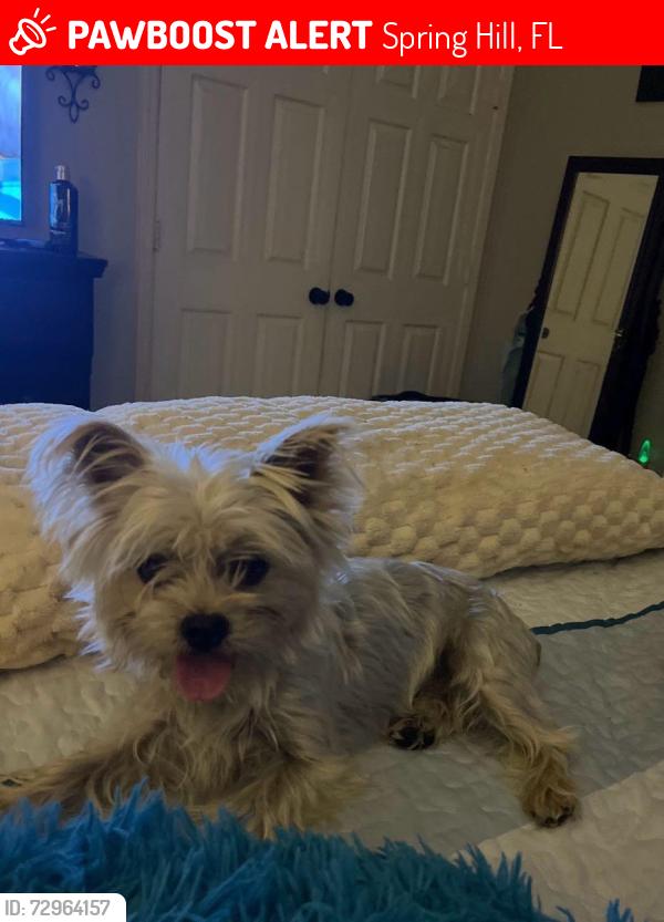 Lost Male Dog last seen Kenway street, Spring Hill, FL 34606