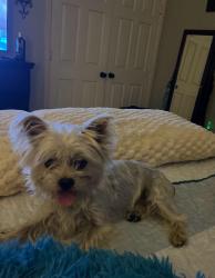 Lost Male Dog last seen Kenway street, Spring Hill, FL 34606