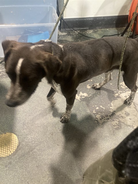Shelter Stray Male Dog last seen Near BLOCK LEBEC OAKS RD, LEBEC CA 93243, Bakersfield, CA 93308