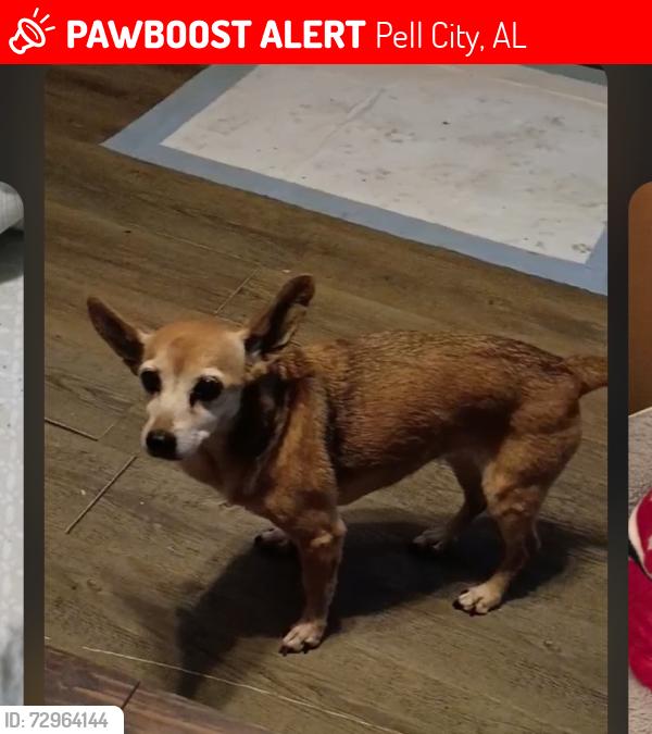 Lost Female Dog last seen Hway 78 Pell City close to Napa Store , Pell City, AL 35125