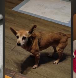 Lost Female Dog last seen Hway 78 Pell City close to Napa Store , Pell City, AL 35125