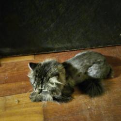 Reunited Female Cat last seen 28th and Judy, Sioux Falls, SD 57103