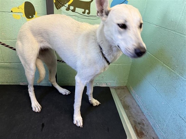 Shelter Stray Female Dog last seen LOGGERHEAD WAY & MUSKRAT WAY, Sacramento, CA 95818