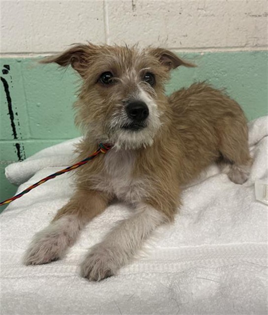 Shelter Stray Female Dog last seen CAPTIOL MALL & 7TH, Sacramento, CA 95818