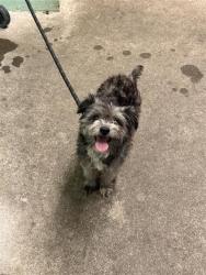 Shelter Stray Male Dog last seen ALTOS AVE, LAMPASAS AVE, Sacramento, CA 95818