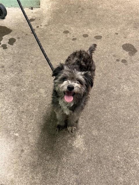 Shelter Stray Male Dog last seen ALTOS AVE, LAMPASAS AVE, Sacramento, CA 95818