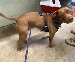 Shelter Stray Female Dog last seen TRUXEL RD & ARENA BLVD, Sacramento, CA 95818