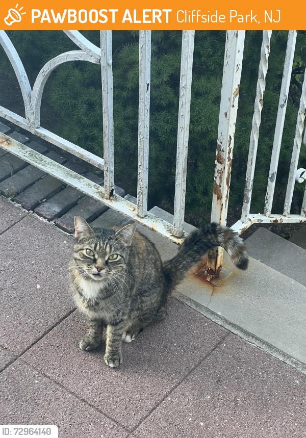 Found/Stray Unknown Cat last seen Greenmount Ave, Cliffside Park, NJ 07010