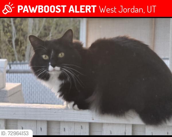 Lost Male Cat last seen West Jordan mountain shadow community , West Jordan, UT 84081