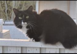 Lost Male Cat last seen West Jordan mountain shadow community , West Jordan, UT 84081