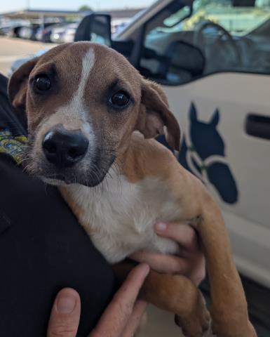 Shelter Stray Male Dog last seen Near BLOCK GREENVIEW LN, BAKERSFIELD CA 93308, Bakersfield, CA 93308