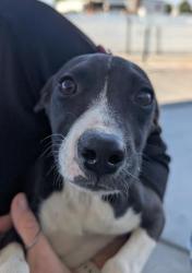 Shelter Stray Female Dog last seen Near BLOCK GREENVIEW LN, BAKERSFIELD CA 93308, Bakersfield, CA 93308