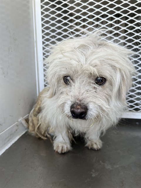 Shelter Stray Unknown Dog last seen Near BLOCK MT VERNON AVE, BAKERSFIELD CA 93307, Bakersfield, CA 93308