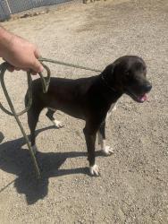 Shelter Stray Male Dog last seen Near BLOCK LEBEC OAKS RD, LEBEC CA 93243, Bakersfield, CA 93308
