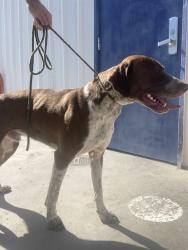 Shelter Stray Male Dog last seen Near BLOCK LEBEC OAKS RD, LEBEC CA 93243, Bakersfield, CA 93308