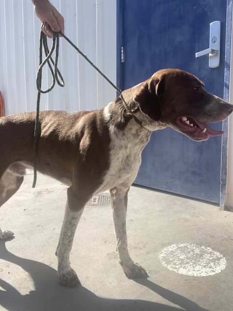 Shelter Stray Male Dog last seen Near BLOCK LEBEC OAKS RD, LEBEC CA 93243, Bakersfield, CA 93308