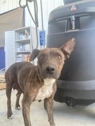 Shelter Stray Female Dog last seen Near BLOCK F ST, TAFT CA 93268, Bakersfield, CA 93308