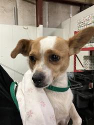 Shelter Stray Female Dog last seen Near BLOCK CENTER ST, LAMONT CA 93241, Bakersfield, CA 93308