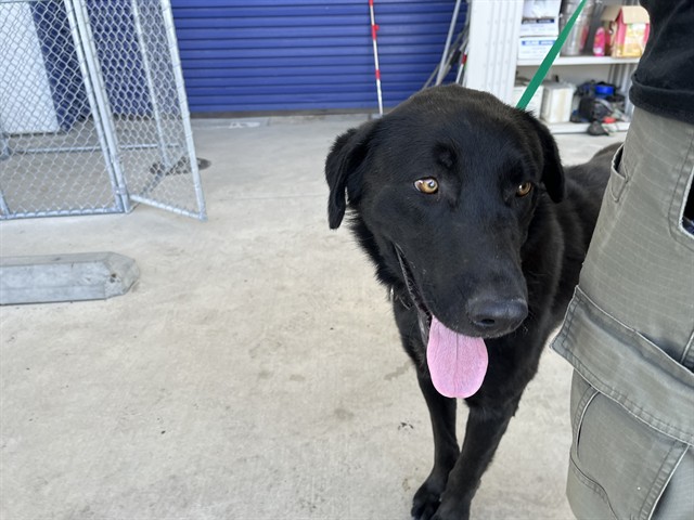 Shelter Stray Male Dog last seen Near BLOCK S FAIRFAX RD, BAKERSFIELD CA 93307, Bakersfield, CA 93308