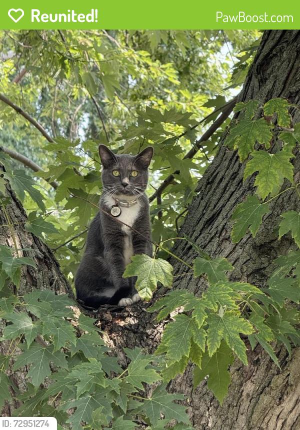 Reunited Female Cat last seen Last seen on Pennsylvania Ave and Plum St. , Aurora, IL 60506