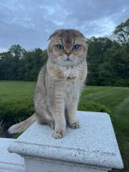 Lost Male Cat last seen James street & Oxford ln , Harding Township, NJ 07960