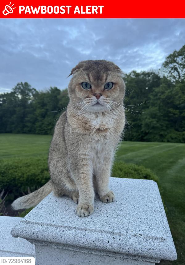 Lost Male Cat last seen James street & Oxford ln , Harding Township, NJ 07960