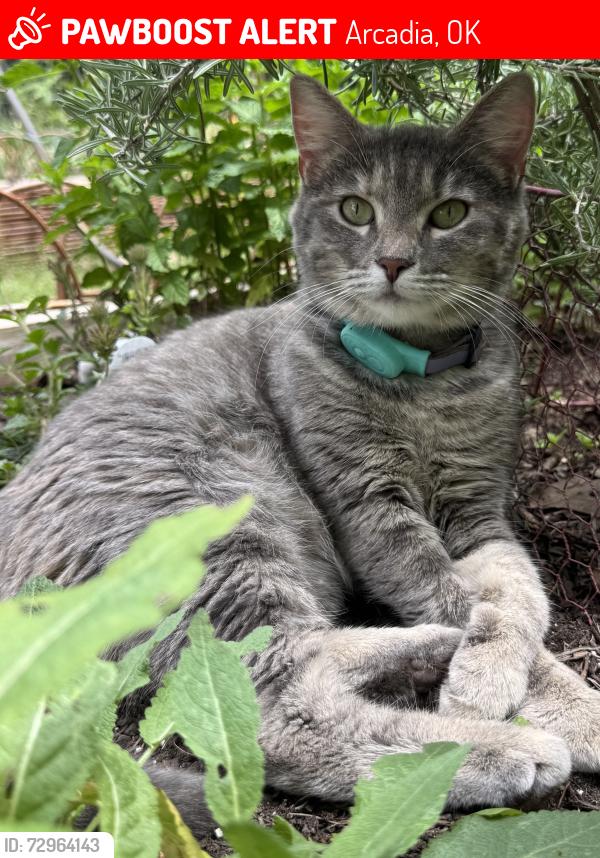 Lost Female Cat last seen Between Covell and Danforth on Post Rd. , Arcadia, OK 73007
