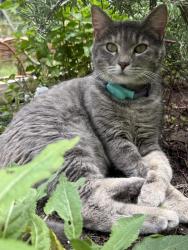 Lost Female Cat last seen Between Covell and Danforth on Post Rd. , Arcadia, OK 73007