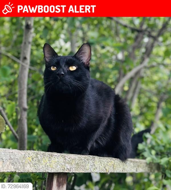 Lost Male Cat last seen McLeod and drummond, Niagara Falls, ON L2G 7B5