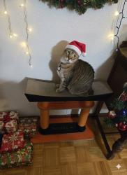 Lost Female Cat last seen Cardinal hills lakeway texas, Austin, TX 78734
